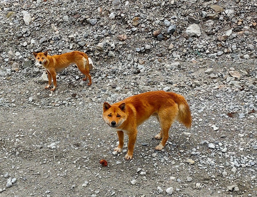 Cho hoang biet hat tai xuat hinh anh
