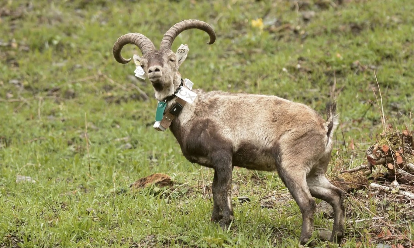 De rung ibex hoi sinh tai Phap hinh anh