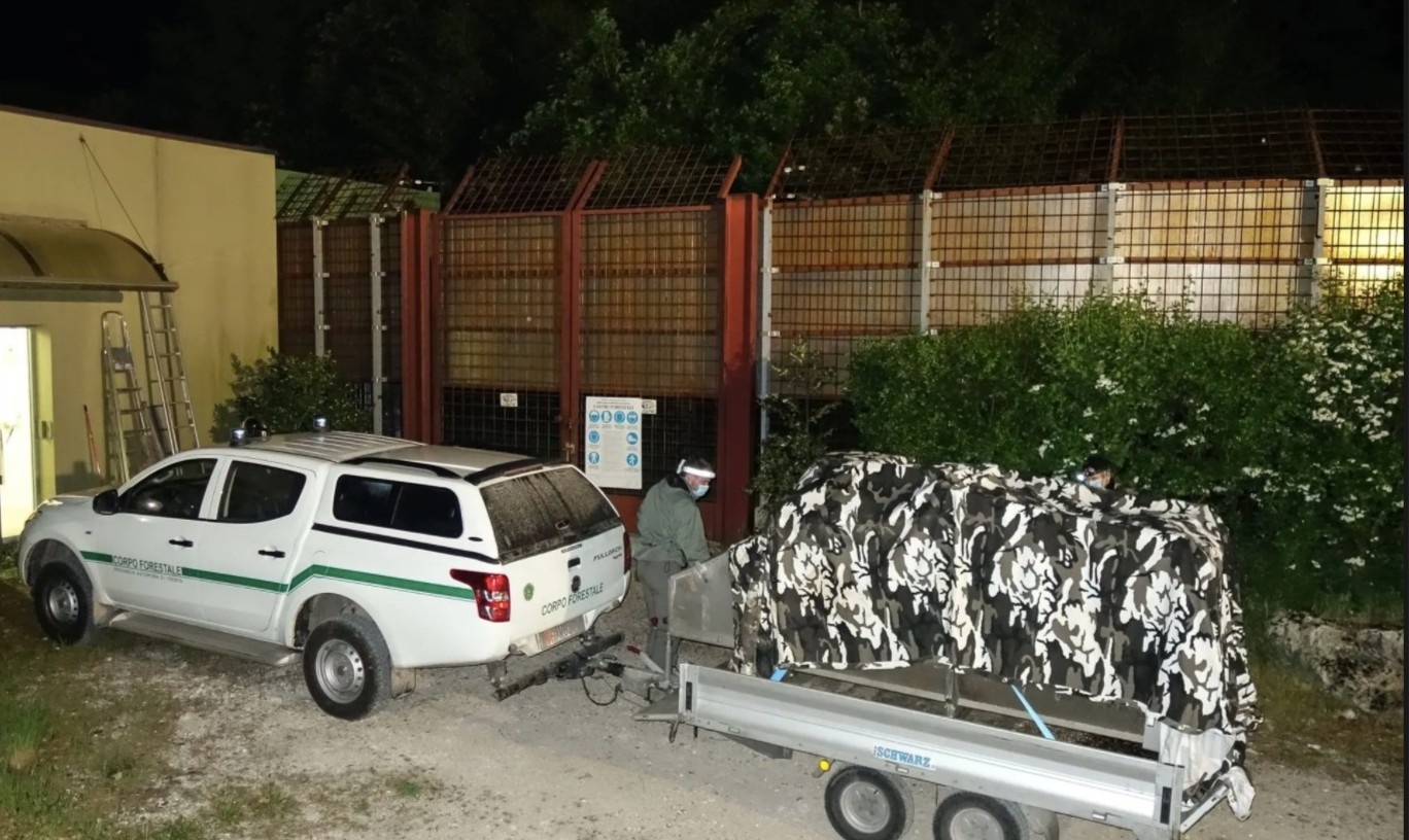 Papillon bi bat anh 2