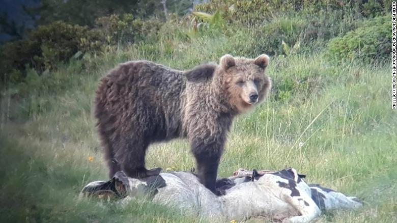 Gau nau Papillon bi truy bat gat gao hinh anh