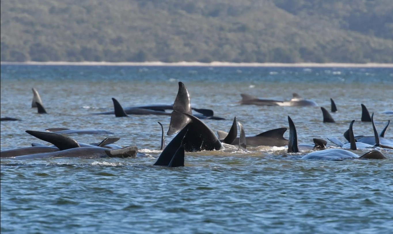 Hang tram ca voi hoa tieu mac can o Tasmania hinh anh