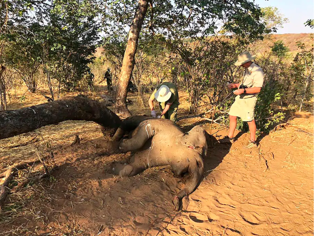 voi chet dot ngot o Zimbabwe anh 1