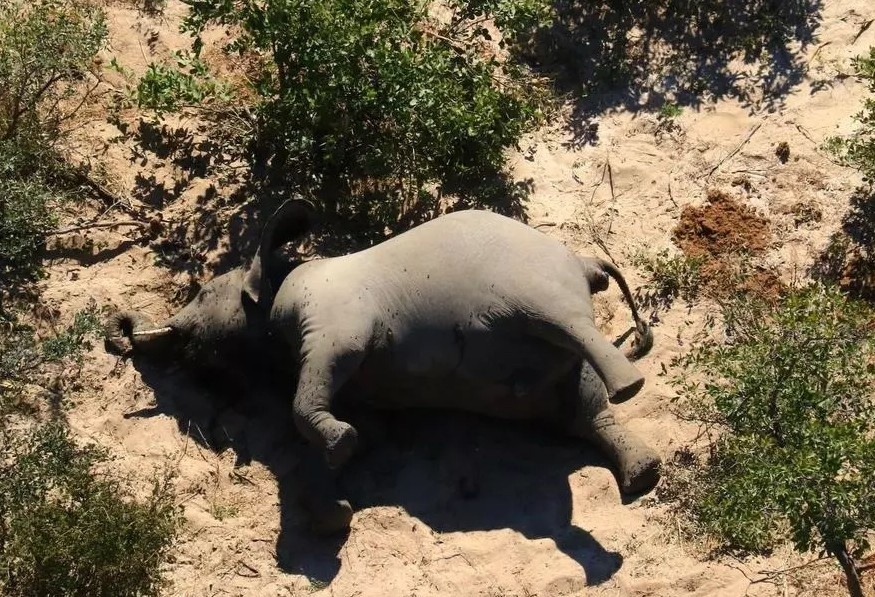 Phat hien nguyen nhan voi chet hang loat o Zimbabwe hinh anh