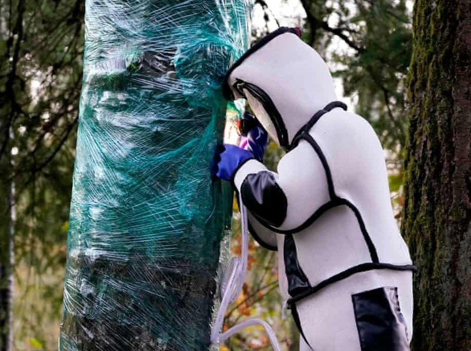 To ong bap cay sat thu co den gan 200 con ong chua hinh anh