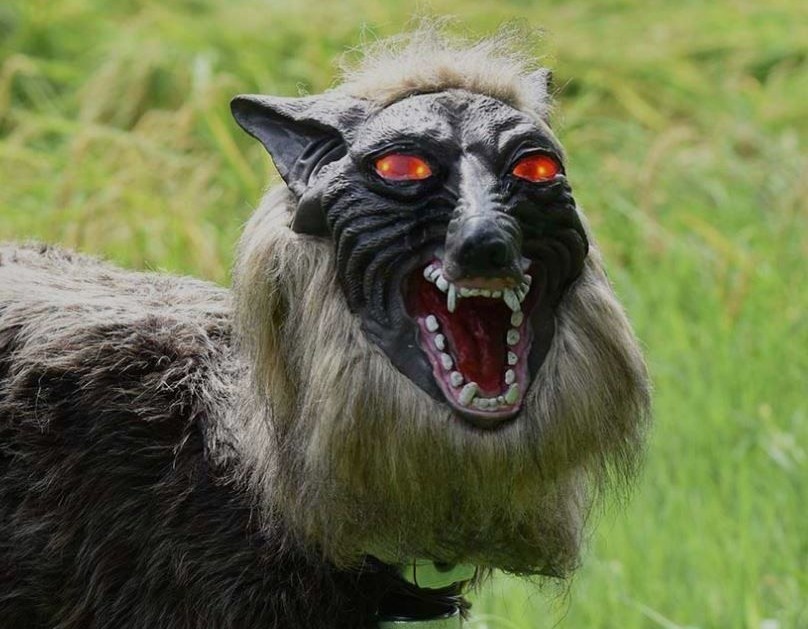 Bung no gau hoang o Nhat hinh anh