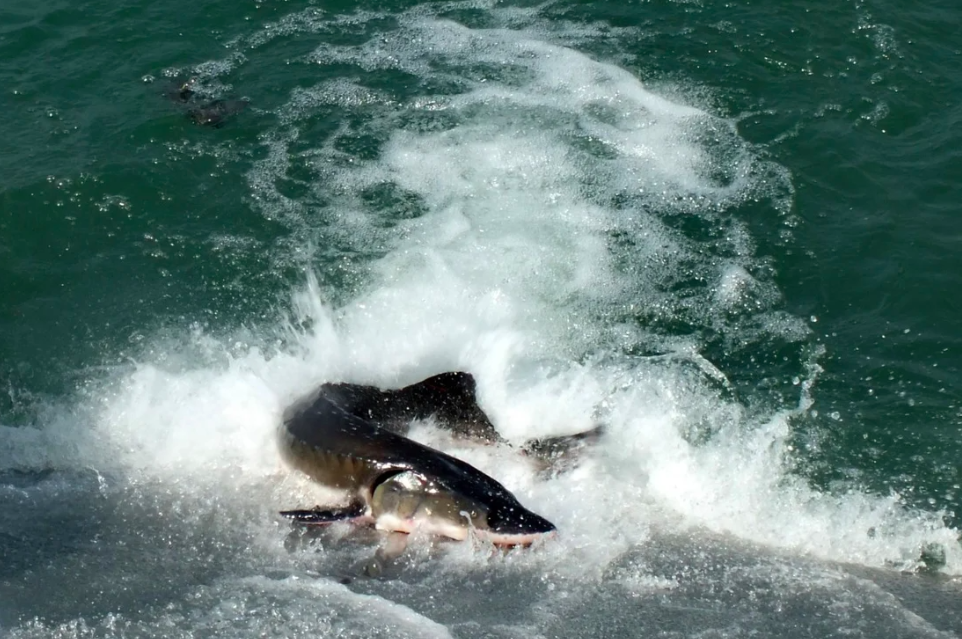 ca tam Trung Quoc gap nguy hiem anh 2