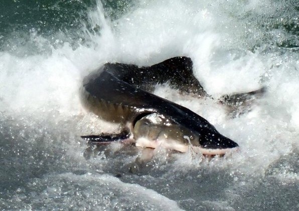 Dap Tam Hiep day ca tam vao nguy co tuyet chung? hinh anh