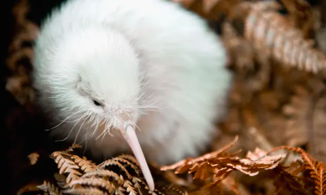 Con chim kiwi trang cuc hiem o New Zealand vua qua doi hinh anh