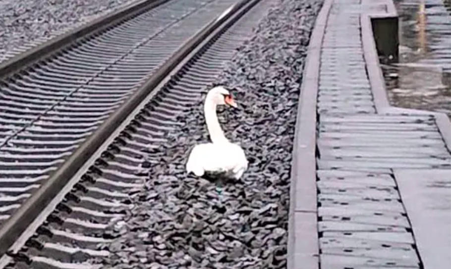 Hon 20 chuyen tau bi hoan vi mot con thien nga 'dau buon' hinh anh