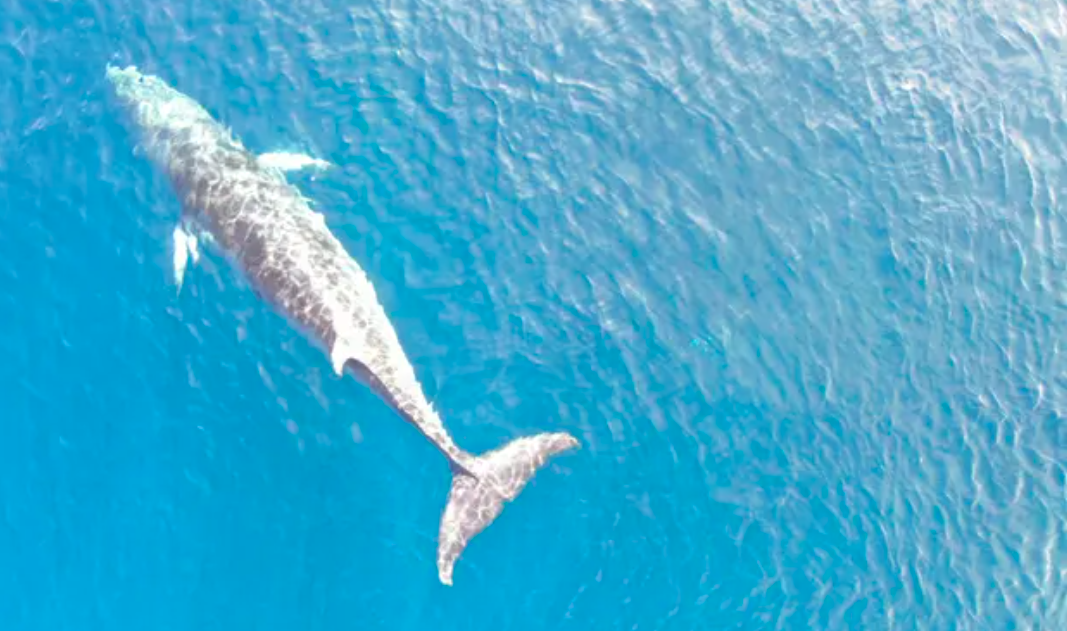 Ca voi mac ket trong luoi o Nhat suot 2 tuan hinh anh