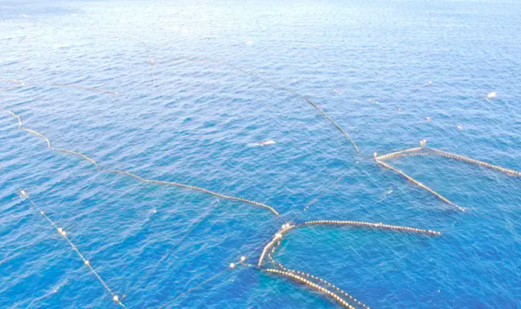 ca voi ket trong luoi danh ca anh 2