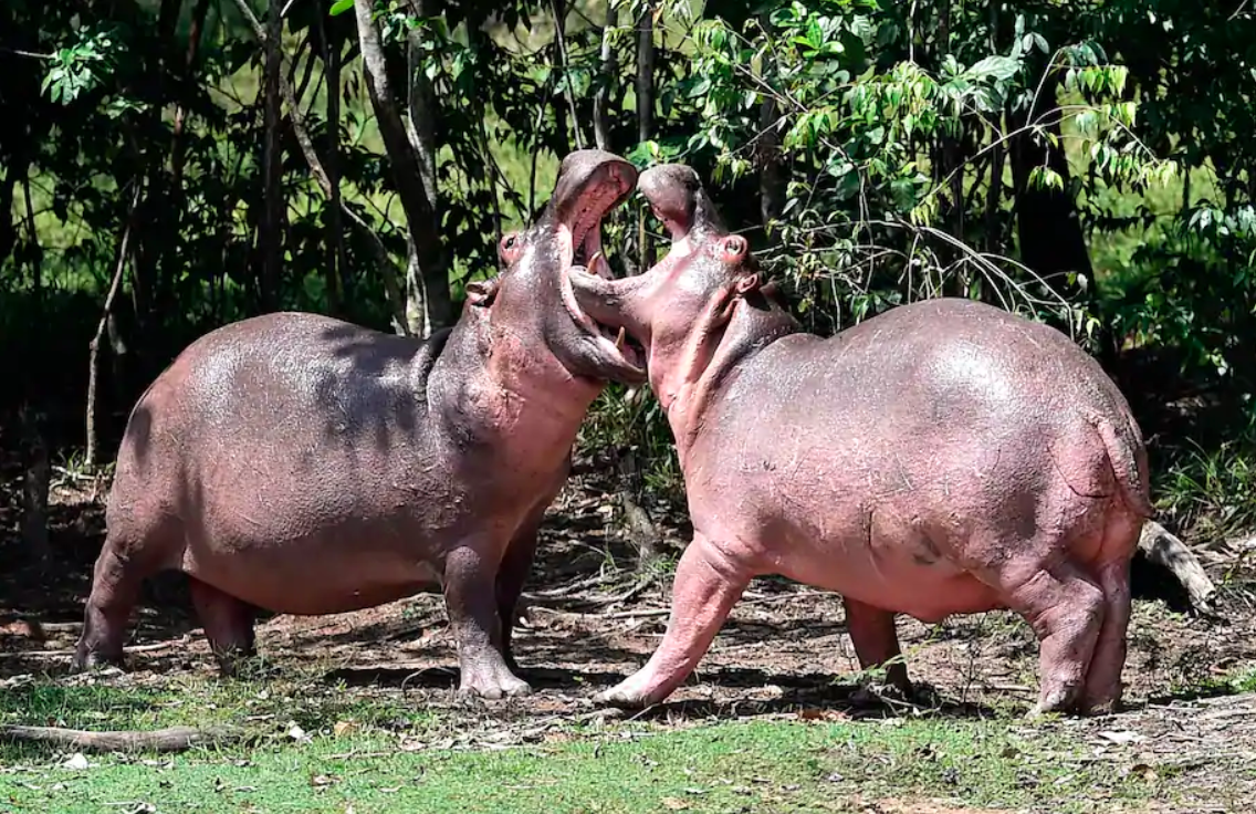 Colombia mat kiem soat voi dan ha ma cua trum ma tuy Escobar hinh anh