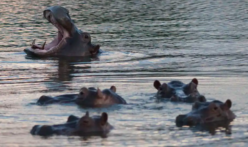 dan ha ma cua pablo escobar anh 4