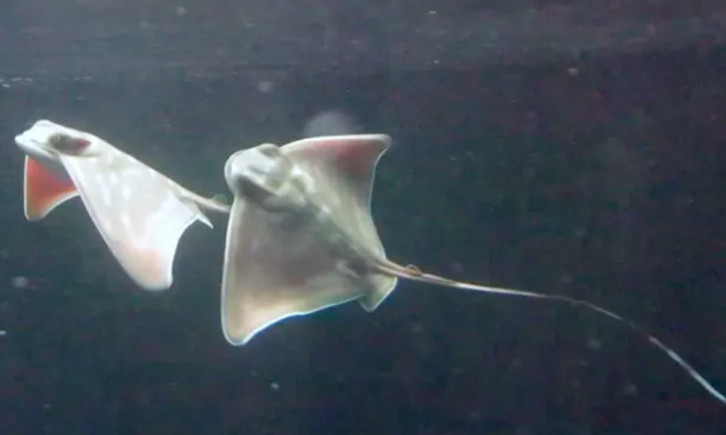 sinh con khong giao phoi anh 1