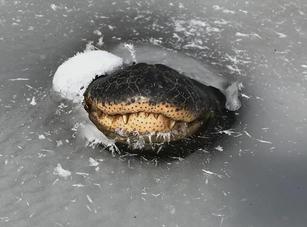 Tuyet chieu giup ca sau song duoc trong nuoc dong bang hinh anh