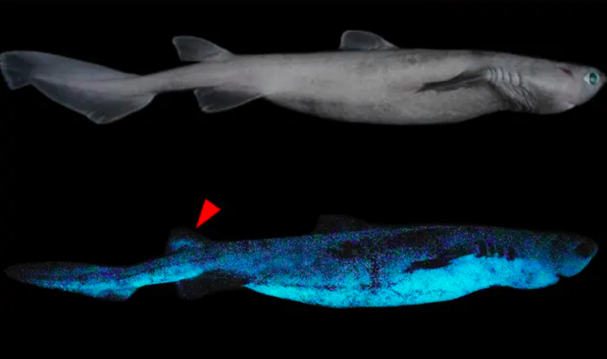 phat hien ca map phat sang anh 1