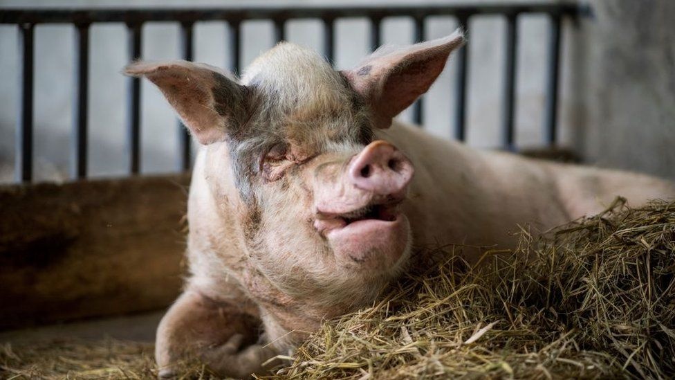 Con lon noi tieng nhat Trung Quoc anh 1