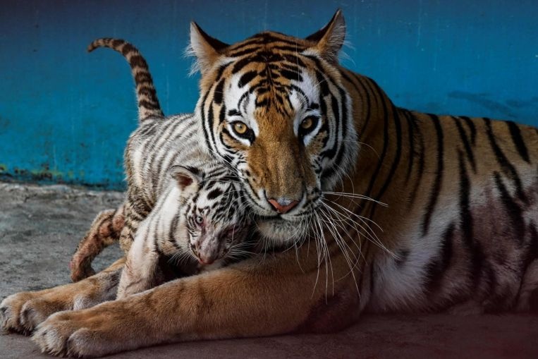 Vuon thu Havana gioi thieu con ho trang dau tien tai Cuba hinh anh