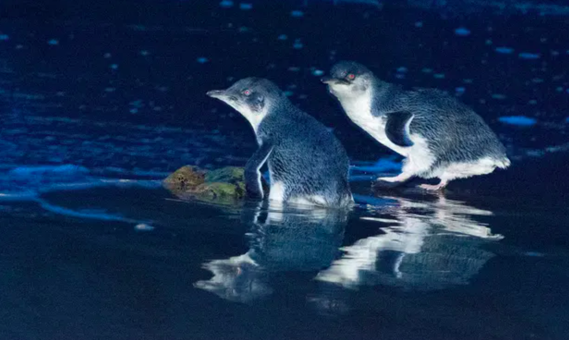 Quy Tasmania giet chet hang nghin con chim canh cut hinh anh