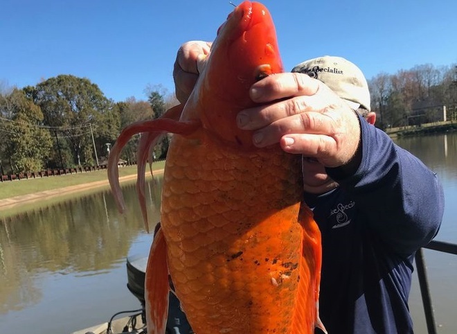 Phat hien ca vang khong lo o Minnesota hinh anh