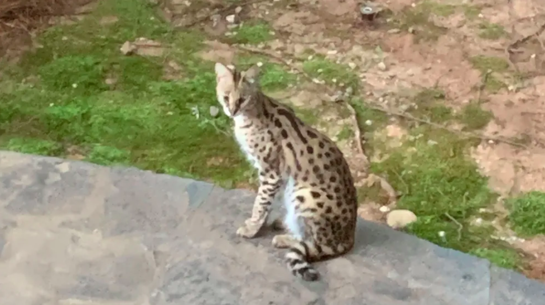 Linh mieu bat ngo xuat hien tren giuong nguoi dan o My hinh anh