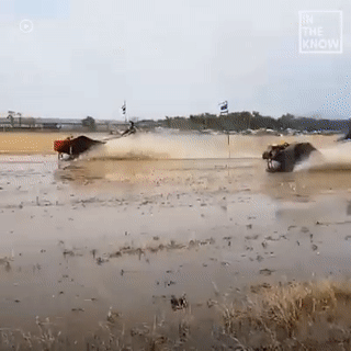 Dua may cay doc dao tai Thai Lan hinh anh