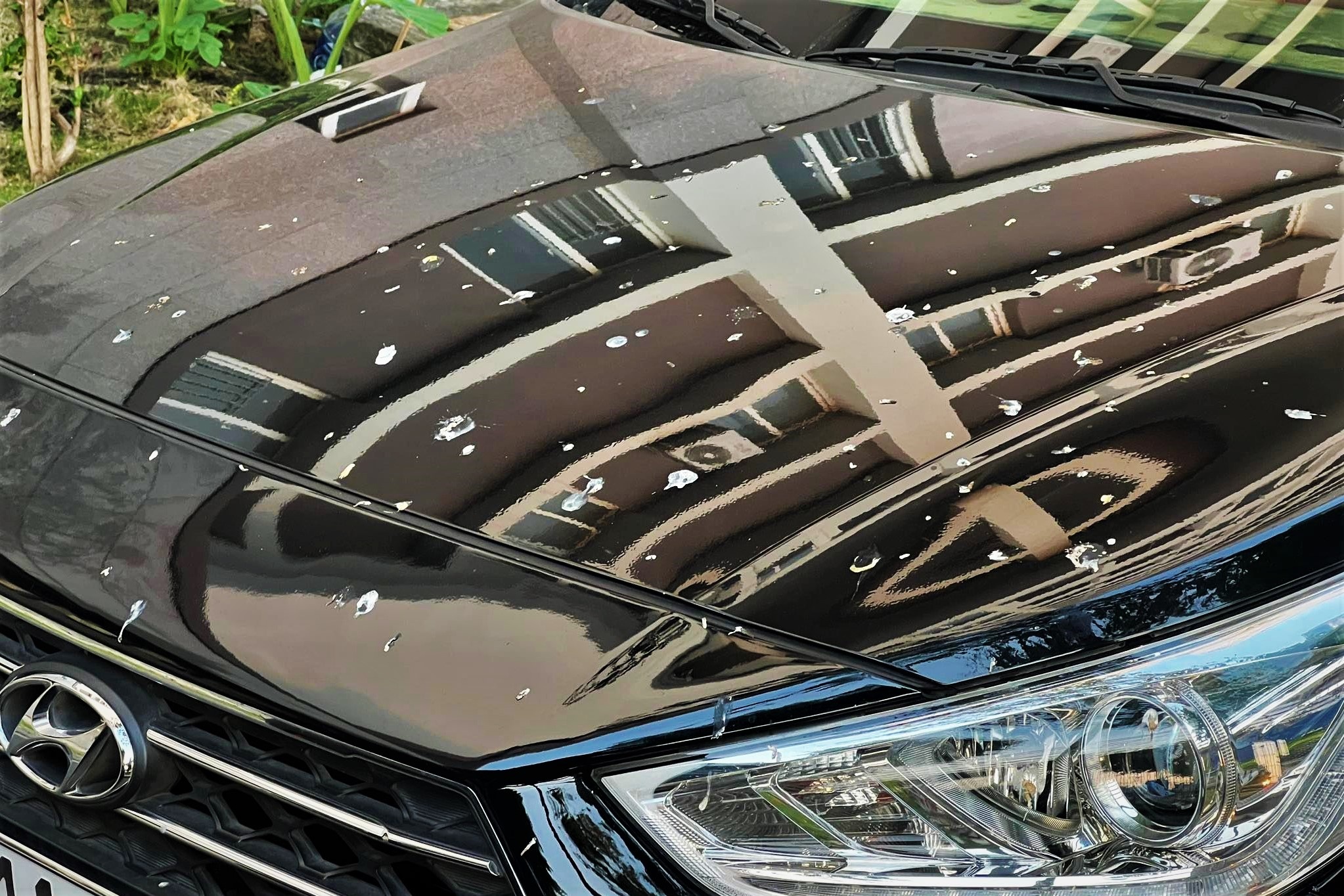 Phan chim dinh tren xe phai xu ly nhu the nao? hinh anh