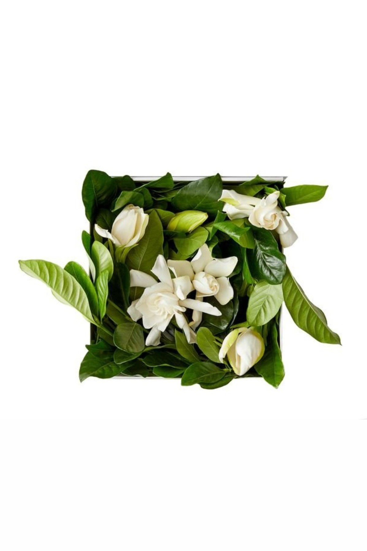 qua valentine anh 12