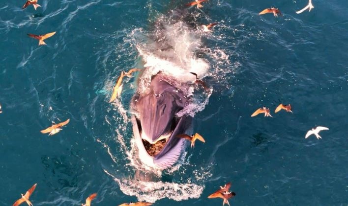 Phat hien them ca voi tung ‘vu dieu san moi’ tai vung bien Nhon Ly hinh anh