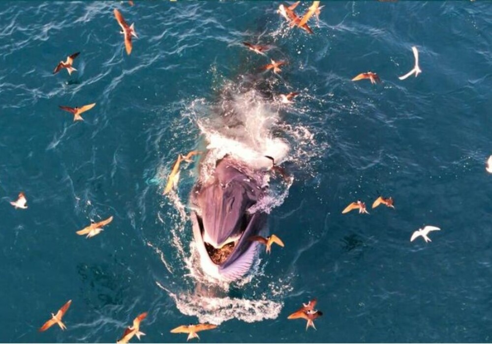 Phat hien them ca voi tung ‘vu dieu san moi’ tai bien Nhon Ly hinh anh