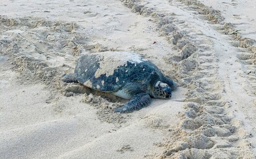 Rua bien trong Sach Do tro lai de trung o bai bien Hon Cau hinh anh