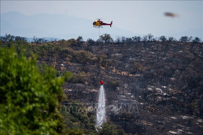 Xuat hien 'voi rong lua' o Tay Ban Nha hinh anh