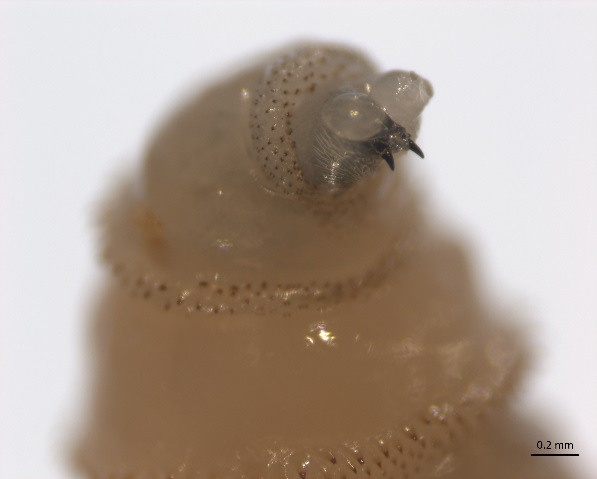 My phat hien ca gioi an thit dau tien hinh anh