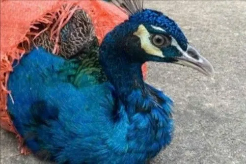 Phat hien 3 ca the dong vat quy hiem o Thanh Hoa hinh anh