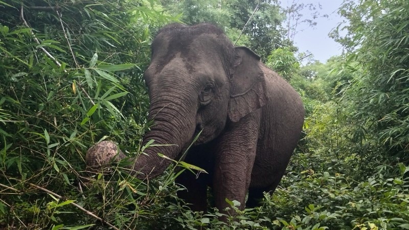 Canh bao voi hoang da xuat hien o Dak Lak hinh anh