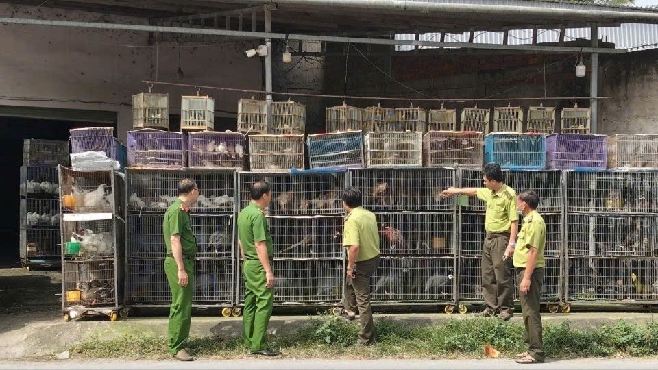 Tam giu hon 1.900 con chim canh vi khong co ho so hop phap hinh anh