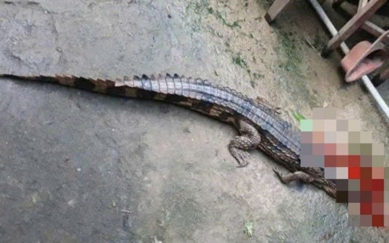 Nuoi nhot ca sau quy hiem, mot nguoi dan bi phat 315 trieu dong hinh anh