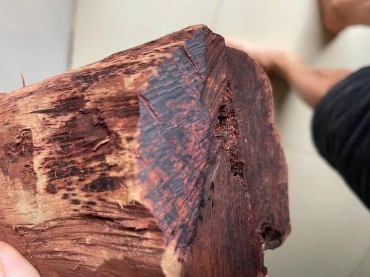 Thuong lai o at thu mua go man dia gia 3 trieu/kg: Kiem lam vao cuoc hinh anh