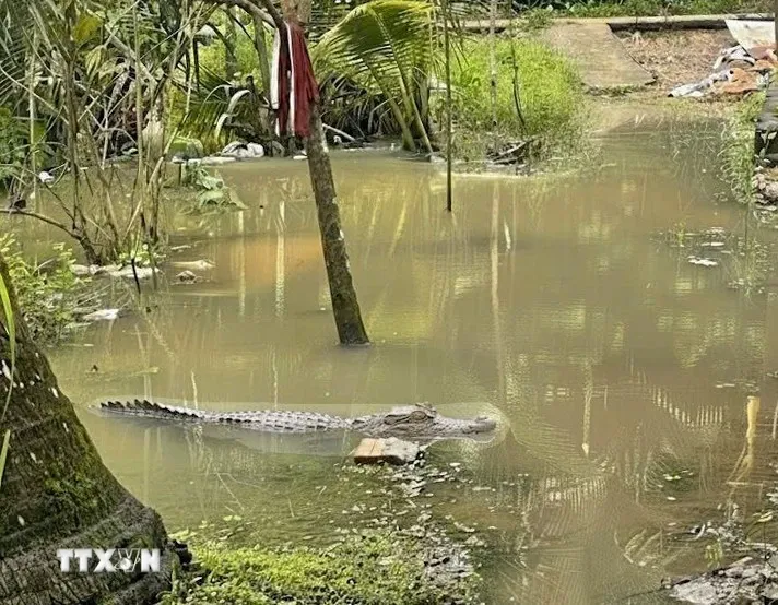 Can Tho: Thong tin ca sau 'khong lo' noi tren kenh xang Nang Mau la bia dat hinh anh