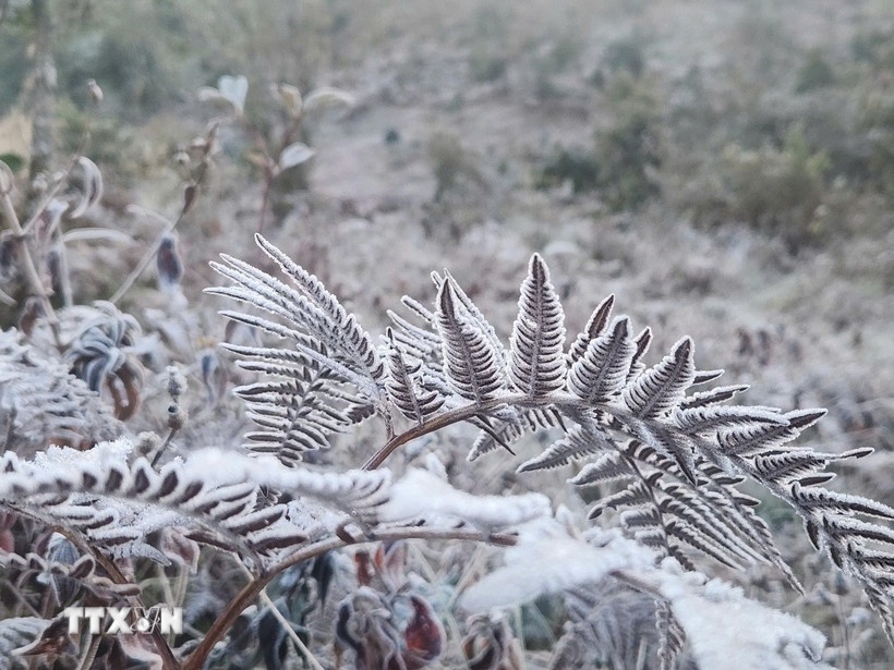 bang gia,  suong muoi anh 1