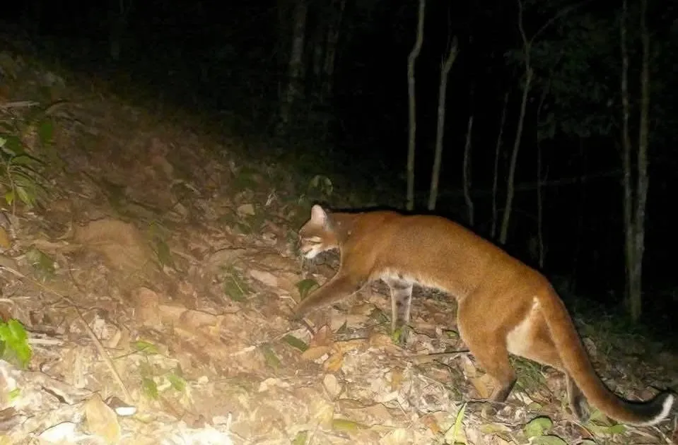 Phat hien loai cuc ky nguy cap quy hiem trong rung o Nghe An hinh anh