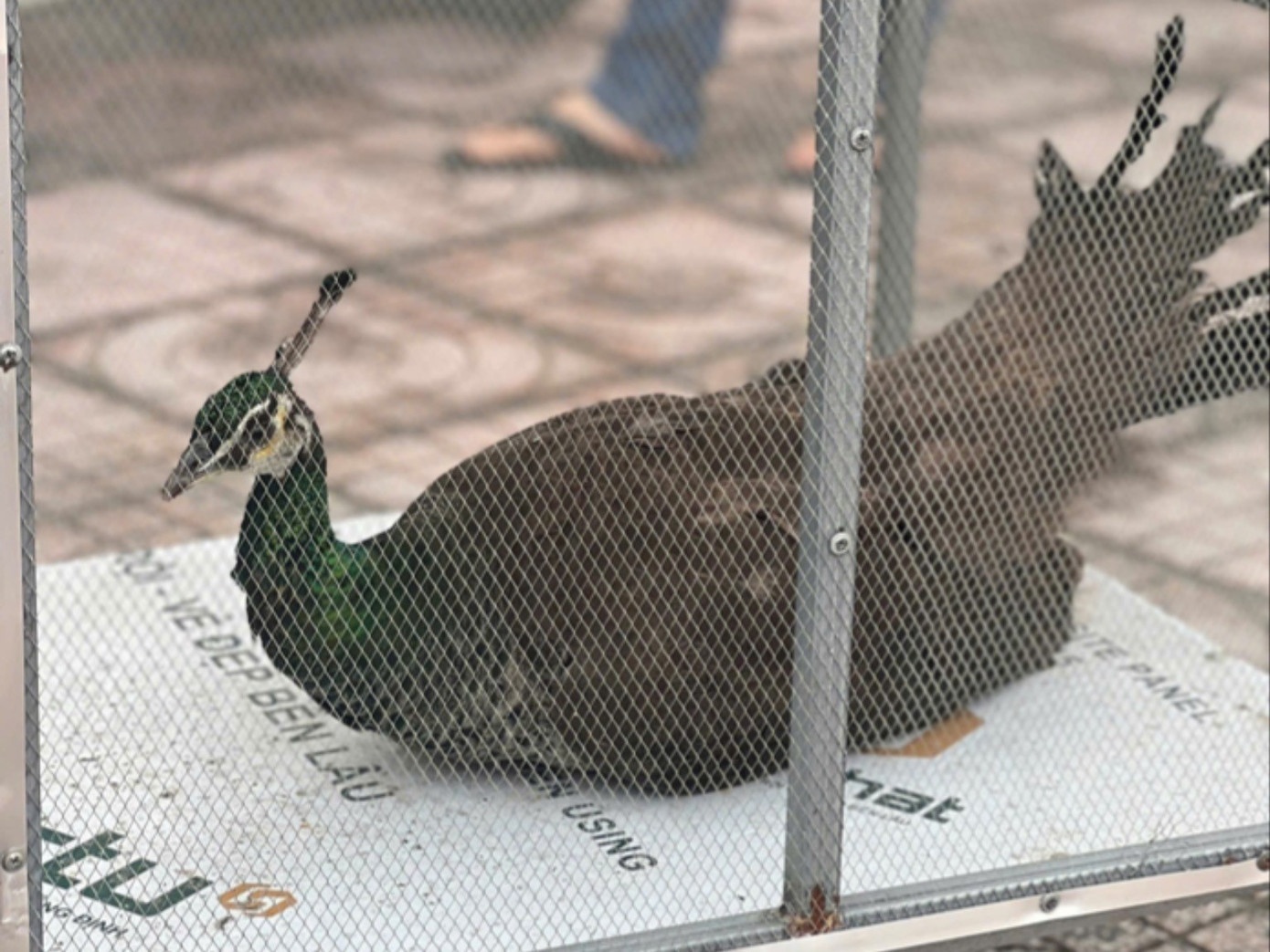 Ban giao chim cong luc quy hiem trong Sach do hinh anh