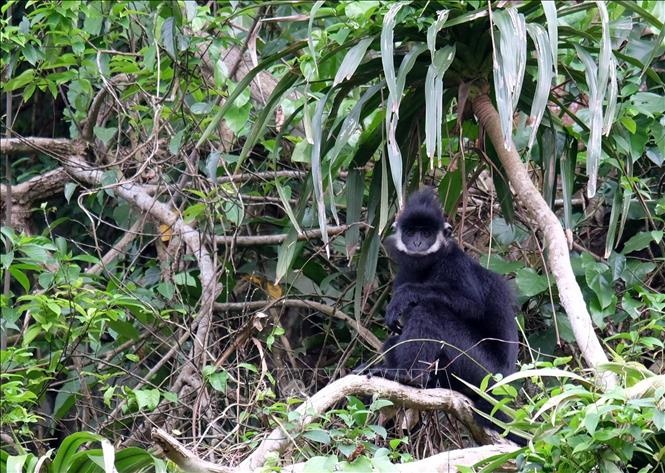 Bat duoc con vooc den Ha Tinh quay roi khu dan cu va tan cong nguoi hinh anh