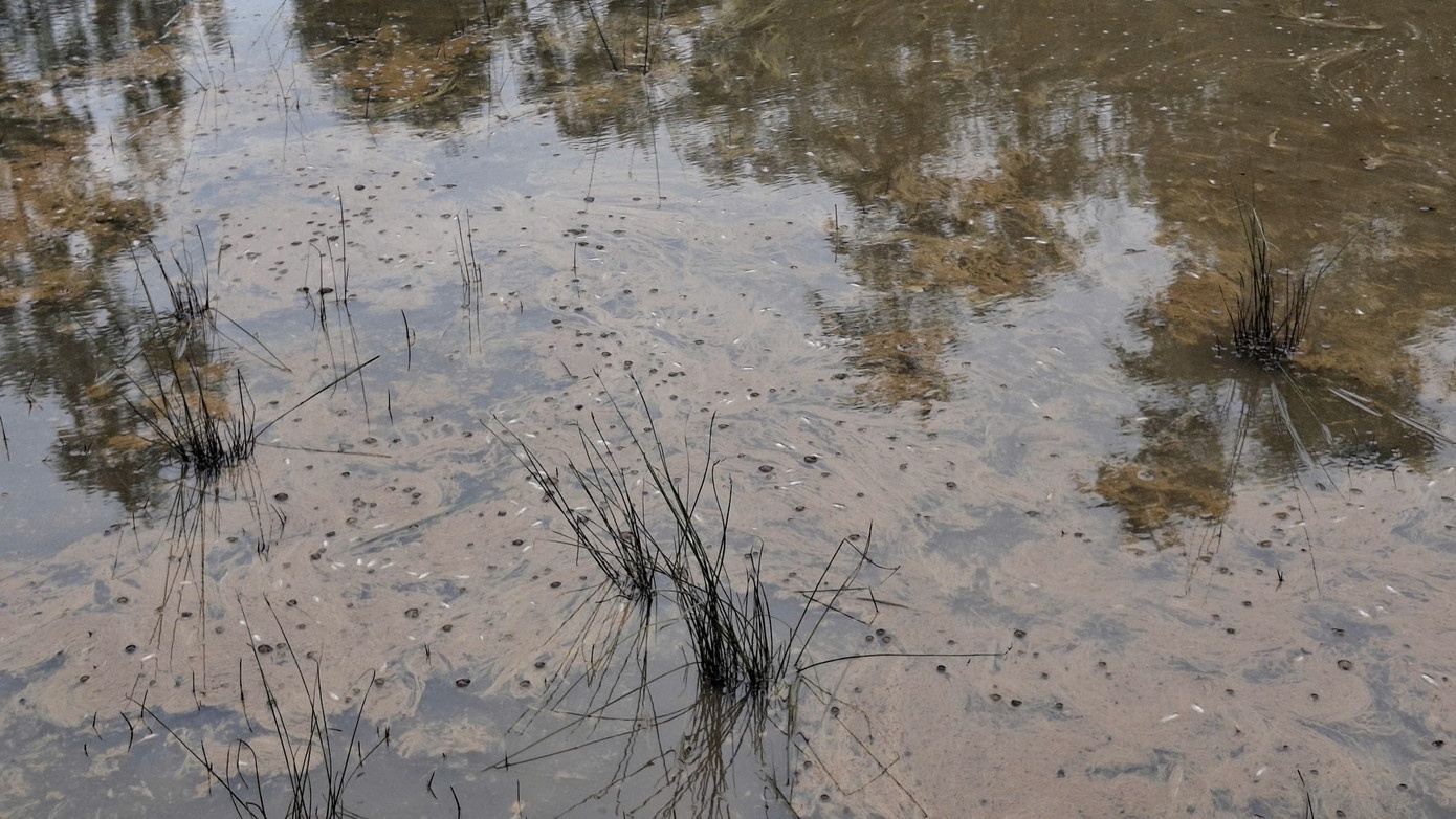 Tran dau diesel Quang Ngai anh 2