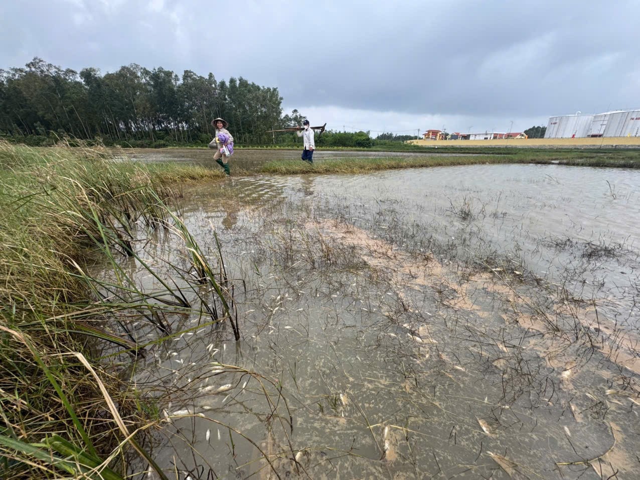 Tran dau diesel Quang Ngai anh 7