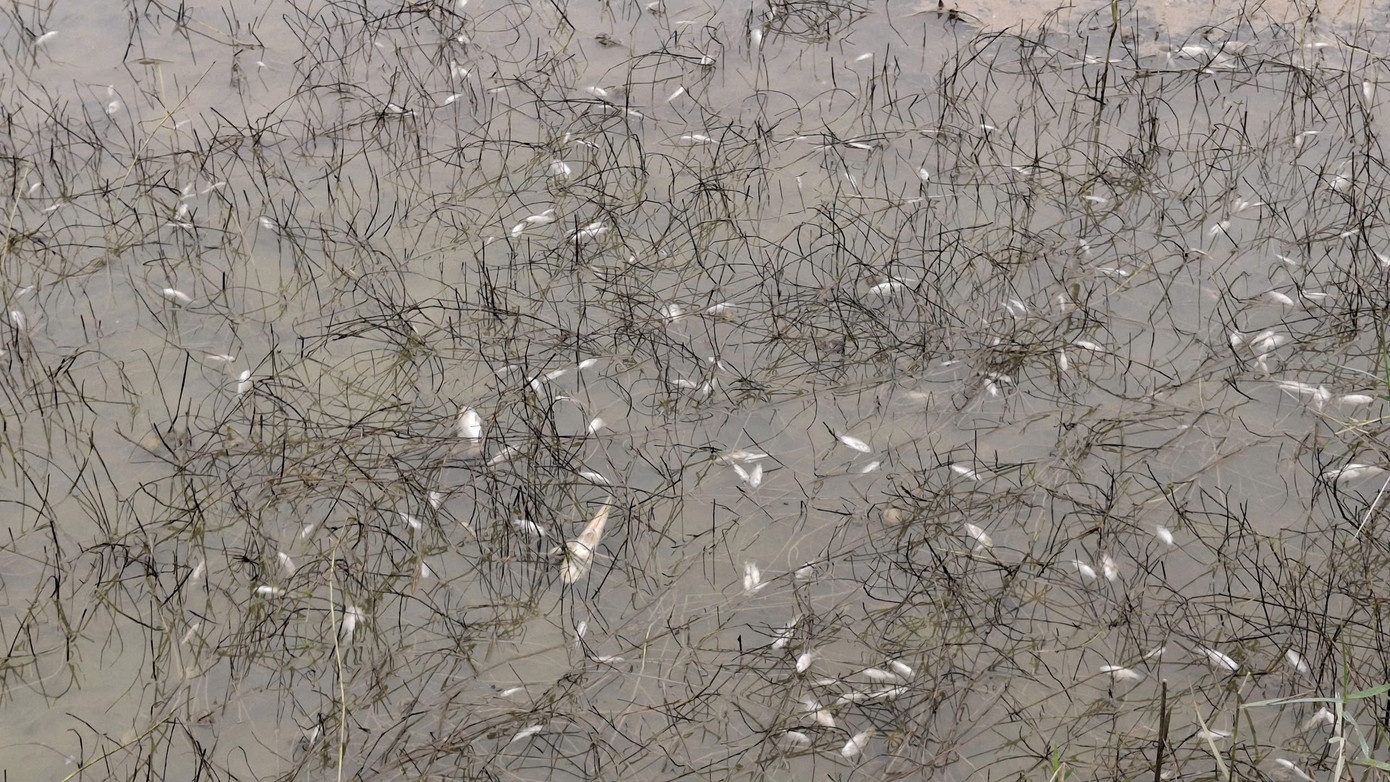 Tran dau diesel Quang Ngai anh 9