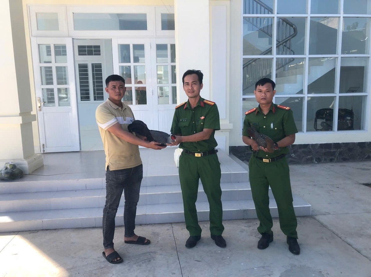 ga loi hong tia quy anh 1