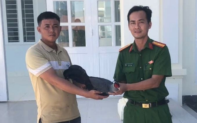 Nguoi dan nop hai ca the ga loi hong tia quy hiem o Lam Dong hinh anh