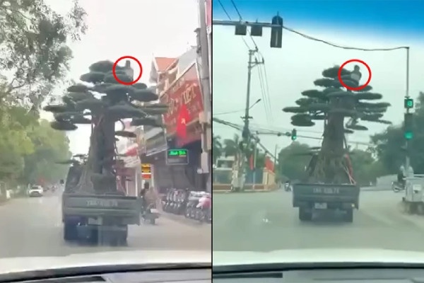 Tai xe xe tai cho cay canh cao ngat nguong bi phat 39 trieu dong hinh anh