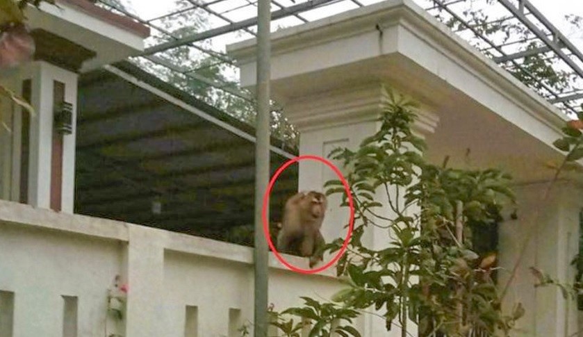 Khi hoang can nguoi anh 1